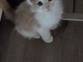 Süße Edelmix Kitte