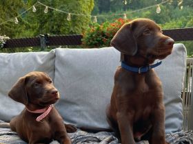*ALLE WELPEN SIND RESERVIERT* Labrador x Dobermann Welpen warten auf ihr neues Zuhause