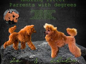 Wunderschöne Pudelwelpen zu verkaufen