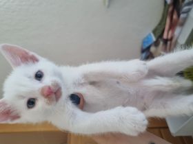 Türkische angora katzen babys