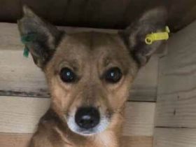 Axel, ein echter Traumhund, der alles mitbringt, was man sich nur wünschen kann, 2 Jahre, 42 cm