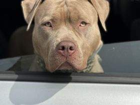 XL Bully × Old English Bulldog-Welpen – kräftig, gesund und bestens sozialisiert