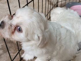 2 suesse Malteser Welpen suchen Neues zu Hause