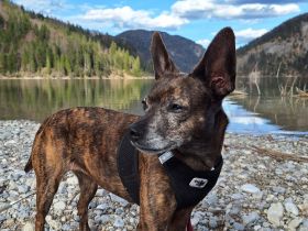 Kira sucht dringend neues Zuhause