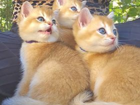 Traumhafte bkh Bärchen in golden shaded shell