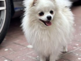 Pomeranian Jung