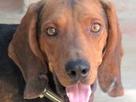 Abbott, männlicher Pointer-Schäferhund-Mix