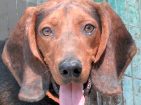 Costello, männlicher Pointer-Schäferhund-Mix