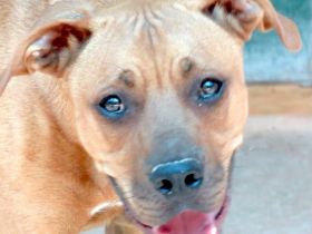 Bruno 16, männlicher Boxer-Mix