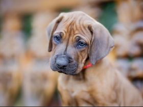 Rhodesian Ridgeback Welpe aus FCI-anerkannter Zuchtstätte zu verkaufen