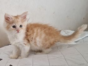 Maine Coon Kitten abgabebereit