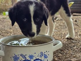 Dana (reserviert) und David - süße Welpenbabys suchen ihr für immer Zuhause😇🐶
