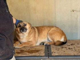 Süße Candy sucht hundeerfahrenes Zuhause