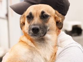 Süße Candy sucht hundeerfahrenes Zuhause