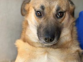 Süße Candy sucht hundeerfahrenes Zuhause