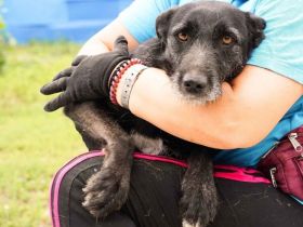 Scheue Selma sucht sicheren Heimathafen