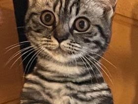 Reinrassige BKH Kitten !