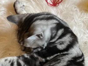 Reinrassige BKH Kitten !