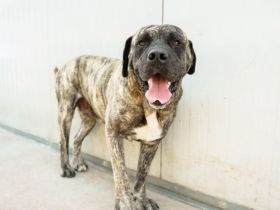 Prachtkerl Buddie sucht seinen Menschen