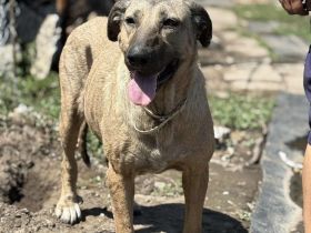 Sahara- Traumhündin sucht liebevolles Zuhause💓🐶