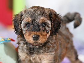 Zuckersüße Toy-Zwergpudel Babys suchen ein liebevolles Zuhause!