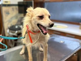 Snowy- ein Herz auf vier Pfoten sucht dich!🩵🐶