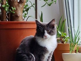 Nur noch 2 von 6 reinrassigen Maine Coon Kitten auszugsbereit