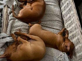 süße Miniatur Zwergpinscher-Welpen suchen ihr Traumzuhause