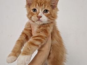 Wunderschöne Maine Coon / Ragdoll Kitten .