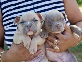 Exklusive American Bully Pocket Welpen Red Sevens Bullys Qualität auf höchstem Niveau!