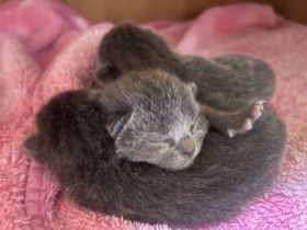 Reinrassige Russisch Blaue Kitten - ein Mädchen ist noch frei