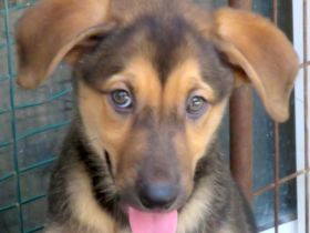 Vica, Vanny, Vania und Vaska, weibliche Schäferhund-Mischlinge