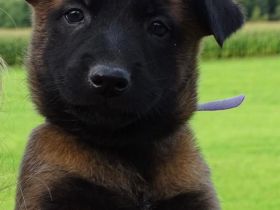 X-Herder Welpen abzugeben 🐾