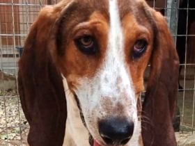 Henry 9, männlicher Pointer-Mix