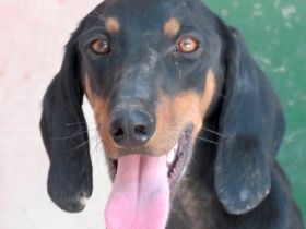 Tommy 10, männlicher Hound-Mix