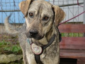 Wer öffnet sein Herz für Igor?