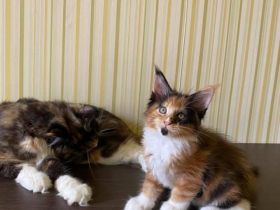 Typvolles Maine Coon sucht Traumzuhause