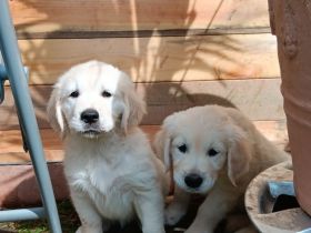 Golden Retriever in cremeweiss