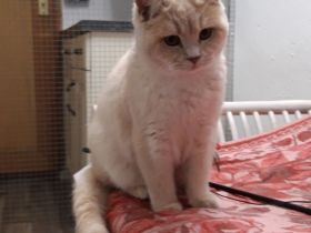 Britisch Kurzhaar Kitten