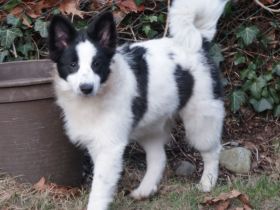 Großspitz Junghündin Munja sofort auszugsbereit