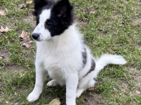 Großspitz Hündinnen Welpen Munja und Meggy ab sofort auszugsbereit