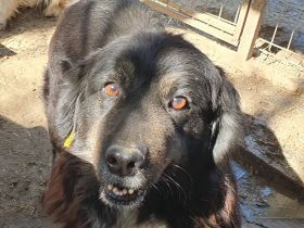Svenja, freundliche Hündin, die gerne vor dem Winter ein Zuhause hätte, 2,5 Jahre, 54 cm