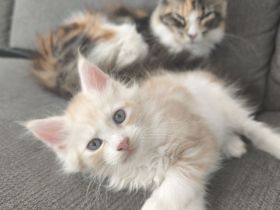 Maine Coon Babykatze (m)