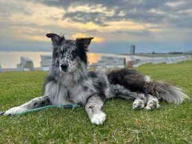 Arlo in 25715 Eddelak sucht sein Für-immer-Zuhause