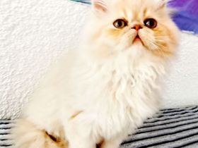 persische Kätzchen zu verkaufen Junge