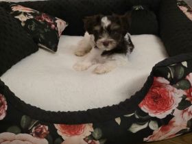 Biro yorkshire terrier welpen