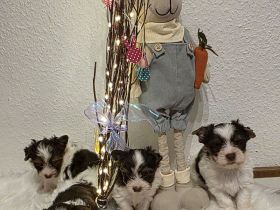 Biro yorkshire terrier welpen