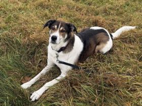 Hazel sucht eine neue Familie