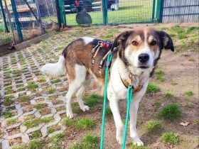 Hazel sucht eine neue Familie