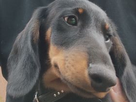 Dackel Welpen Reinrassig